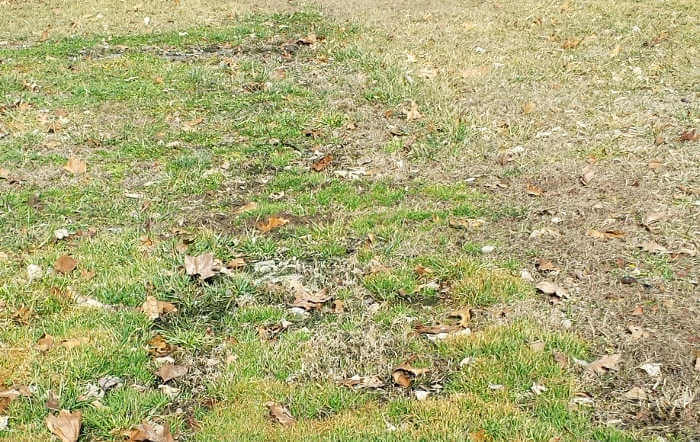 dark colored green grass septic tank pumping problem