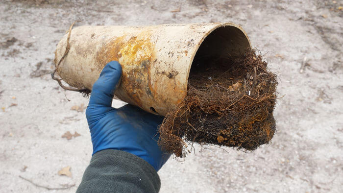 roots clogging lateral line assume septic tank cleaning required